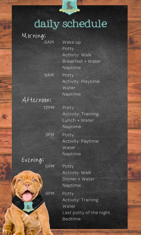 puppy schedule template