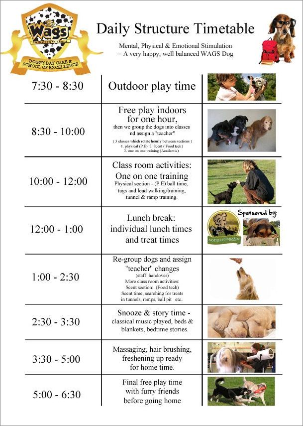 sample of dog schedule template